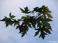 02171 - Maple leaves   Each New Day A Miracle  [  Understanding the Bible   |   Poetry   |   Story  ]- by Pete Rhebergen